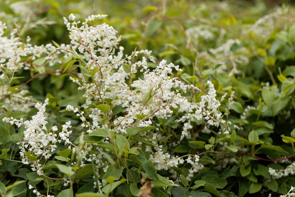 Plants that look like Japanese Knotweed Japanese Knotweed Specialists